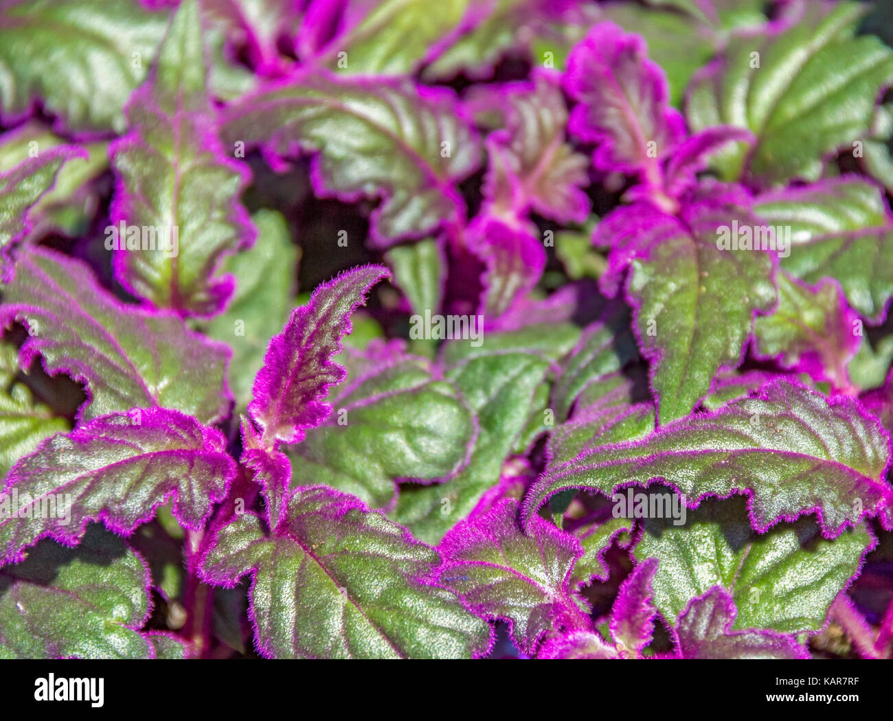 Detail Schuß von einigen grünen Gynura Blätter mit violett Flusen Stockfoto
