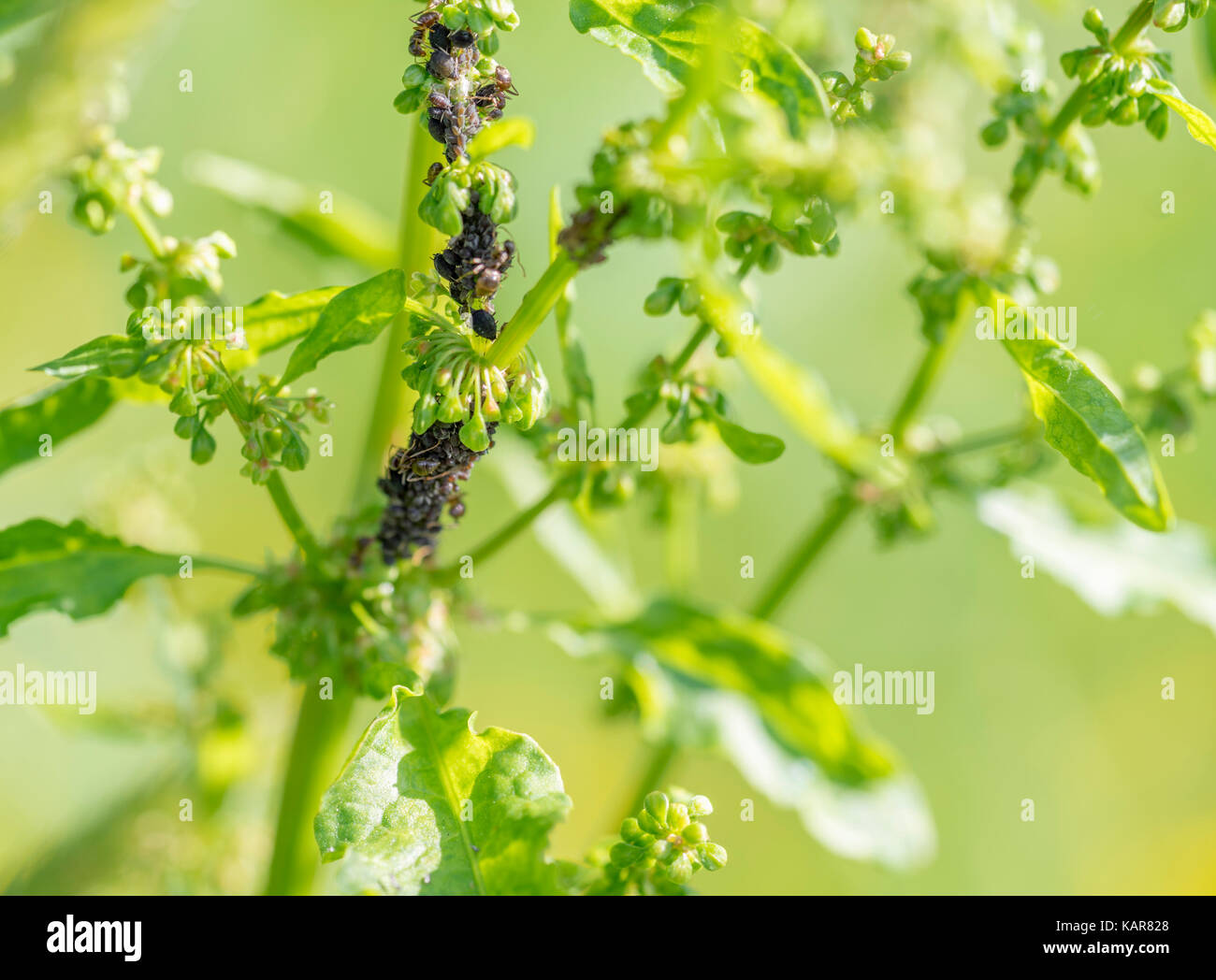 Blattläuse Kolonie und einige Ameisen auf grüne Vegetation in sonnigem Ambiente Stockfoto
