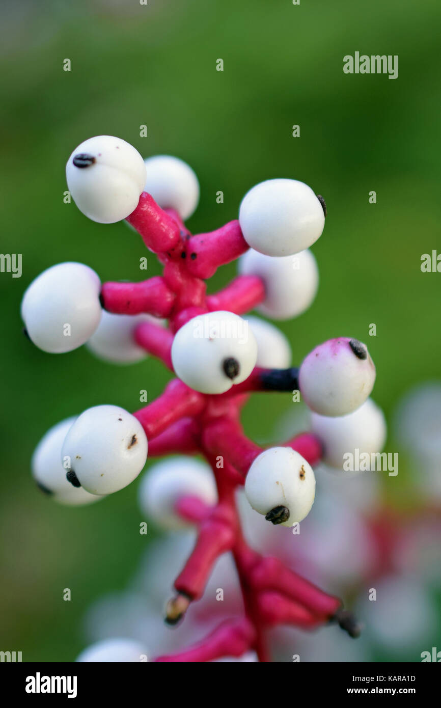 Weiß baneberry (Actaea Alba) auch als Augen des Weißen Puppe bekannt. Vertikale Nahaufnahme Bild. Stockfoto
