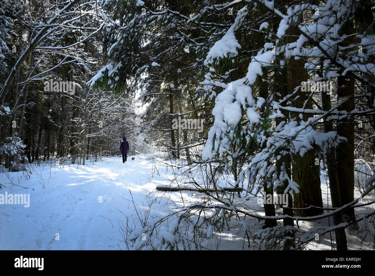 Wanderungen mit einem Dackel im Winter Holz Stockfoto