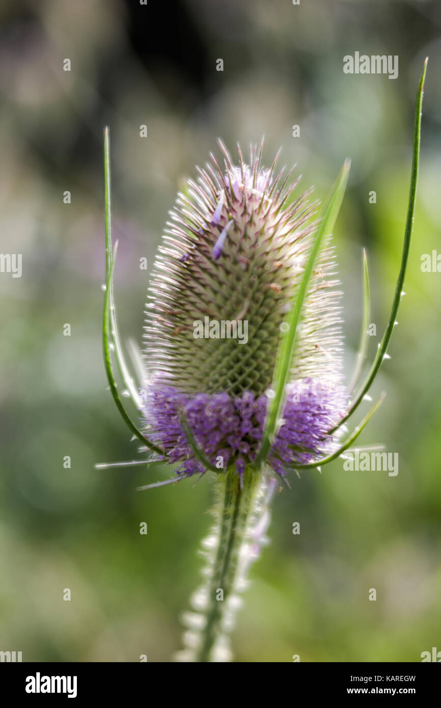 Karde Blütenkopf Hälfte in Blumen bedeckt Stockfoto