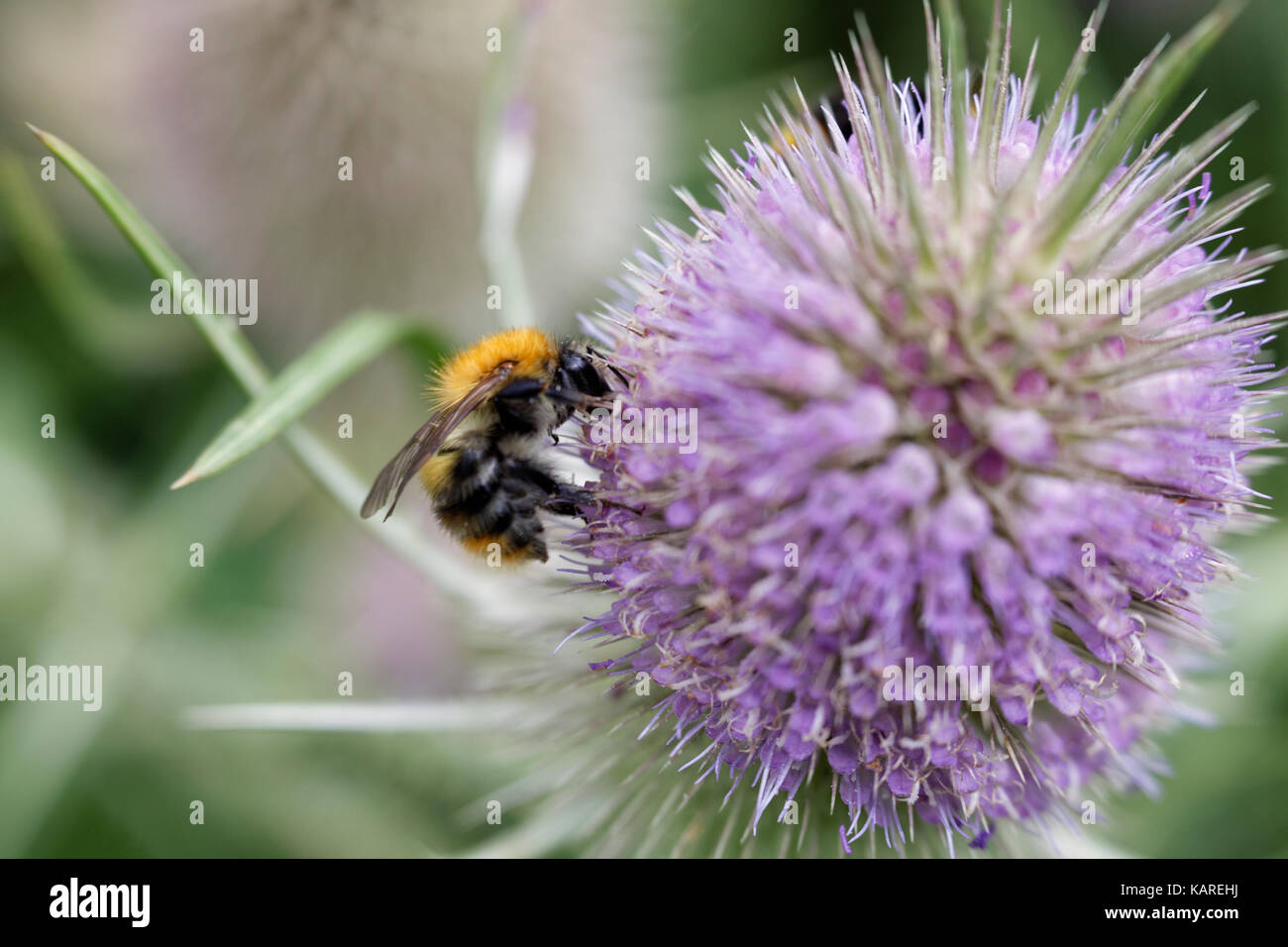 In der Nähe von Biene auf einer Karde Blütenkopf Stockfoto