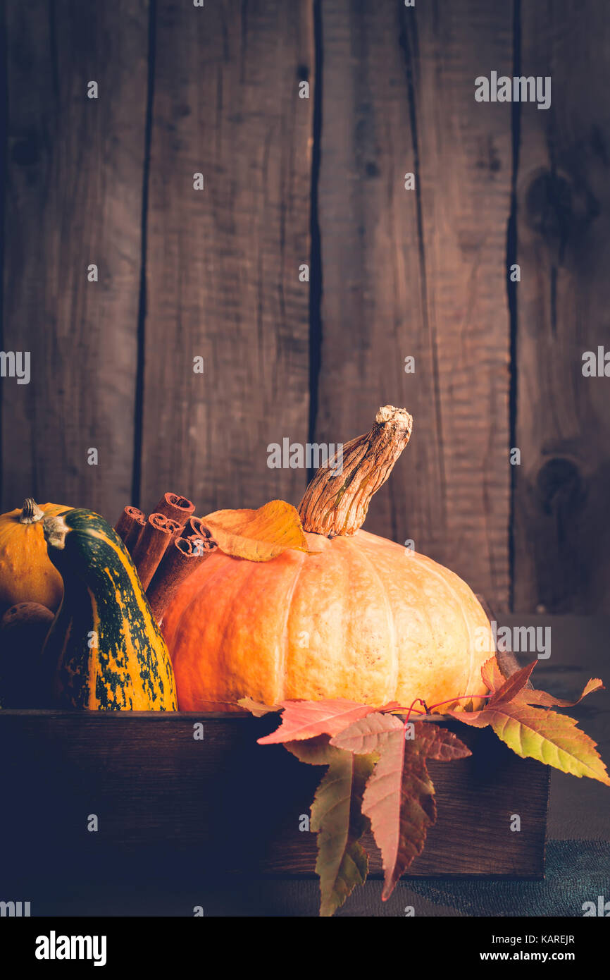 Kürbis und Zimt Nahaufnahme. Herbst Hintergrund. Thanksgiving oder Halloween Konzept, kopieren. Stockfoto
