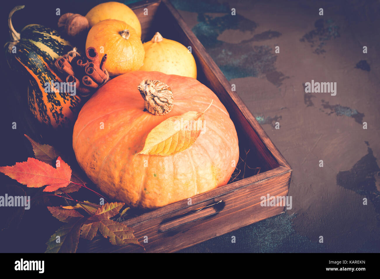 Verschiedene dekorative Kürbisse. Herbst, Thanksgiving oder Halloween Konzept Stockfoto