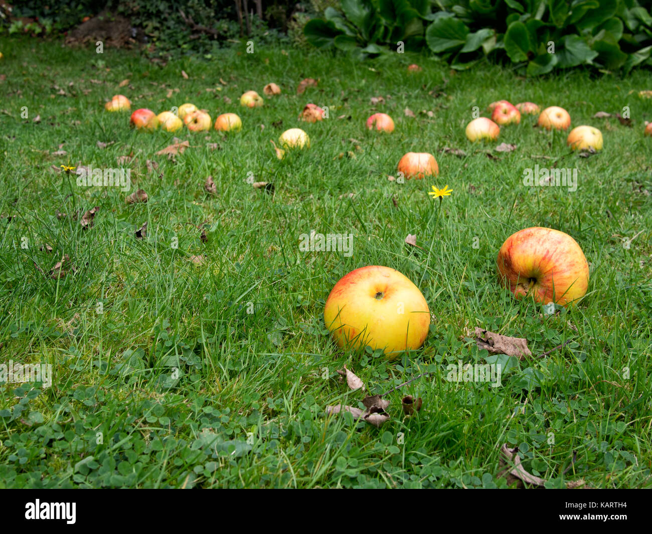 Windschlag Äpfel. Herbst, Herbst Bounty. Stockfoto