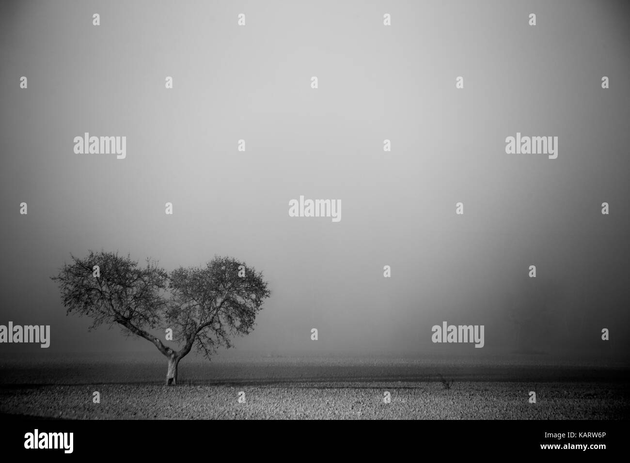 Eine isolierte Baum im Nebel, mit nichts um sie herum Stockfoto