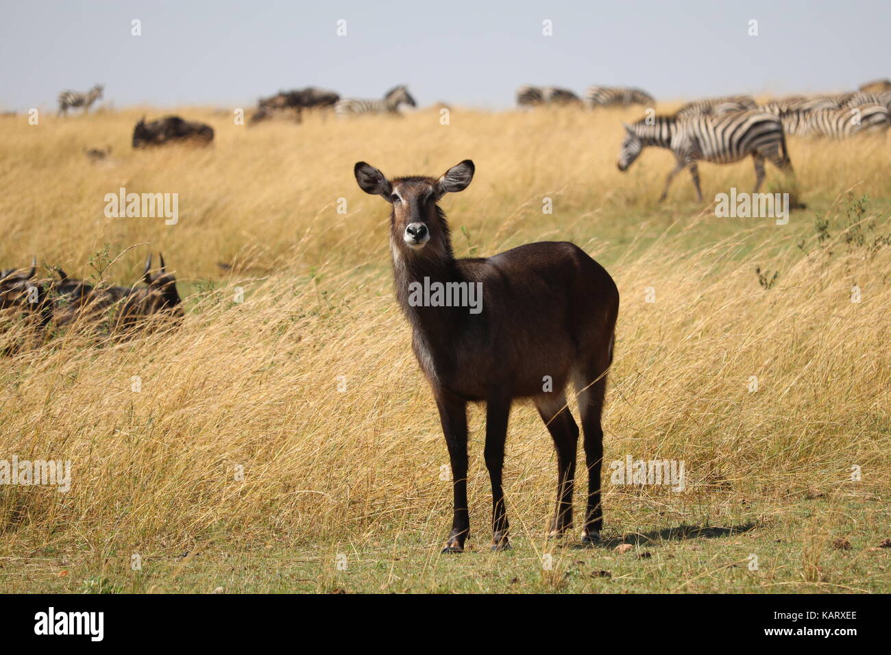 Wasserbock - Masai Mara National Reserve - Kenia Stockfoto