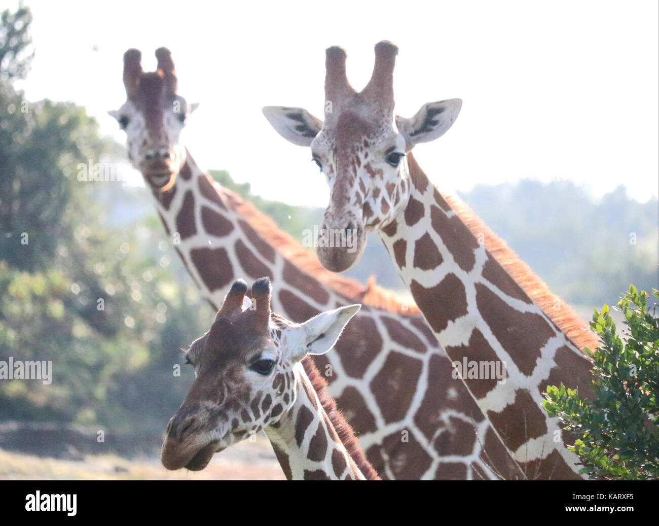 Gruppe von Giraffen-Ol Pejeta Conservancy - Kenia Stockfoto