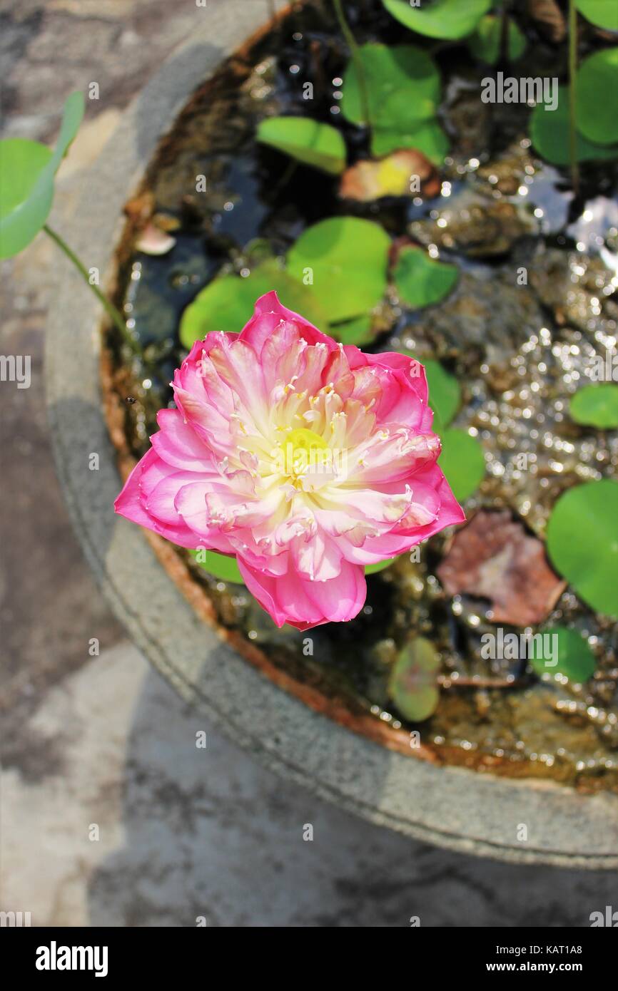 Rosa Blüte von Lotus Flower in Bangkok, Thailand Stockfoto