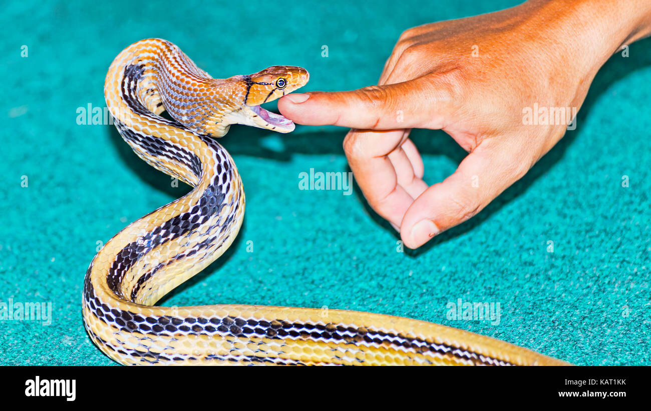 Die Schlange Coelognathus radiatus beißen einen Finger - selektive Fokus Stockfoto