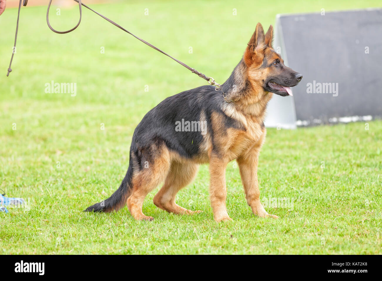 Ausbildung von Deutschen Schäferhunden. Stockfoto