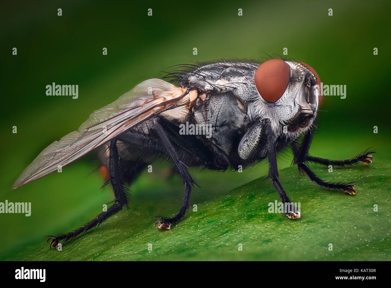 Extreme Vergrößerung - Haus fliegen Stockfoto