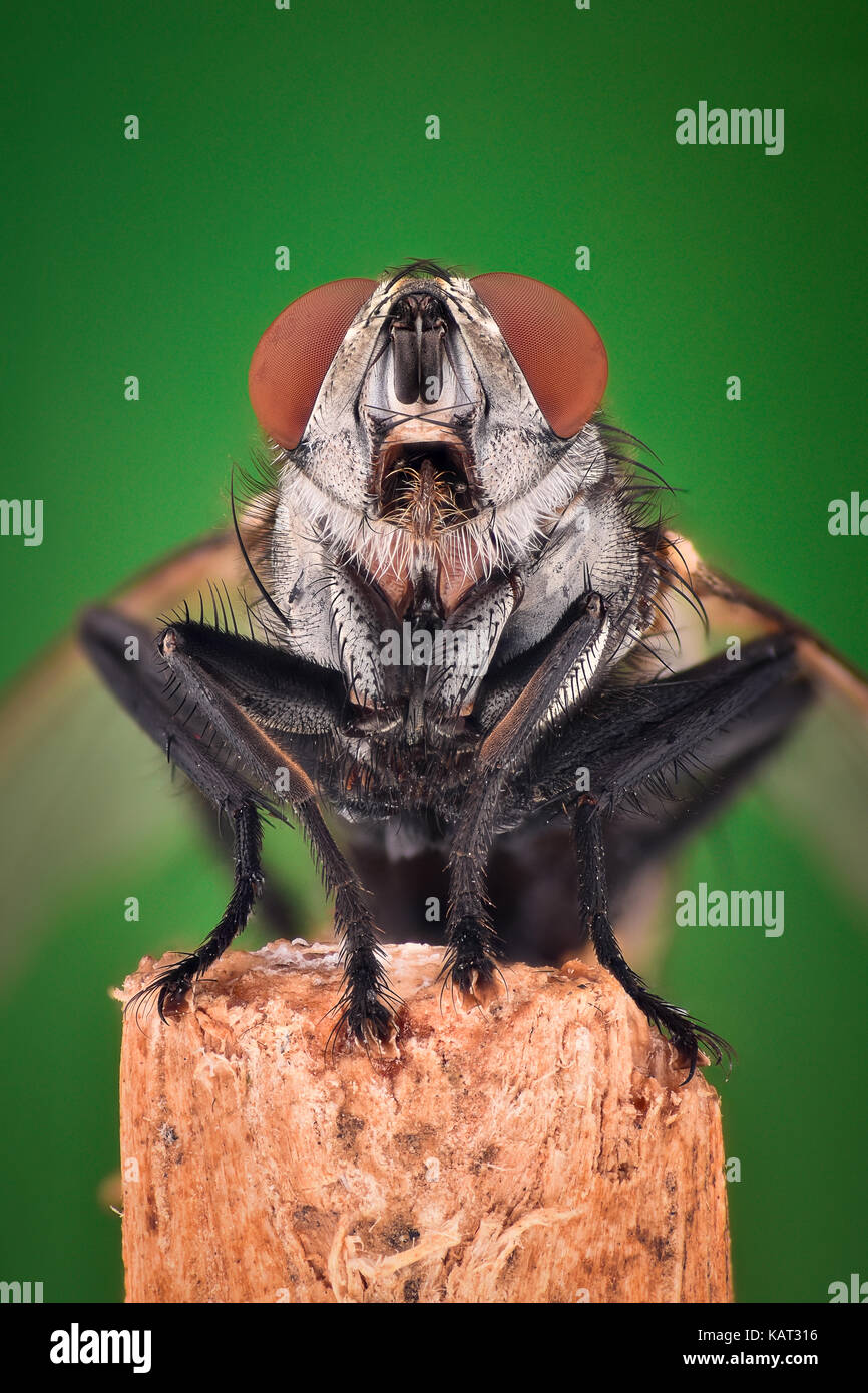 Extreme Vergrößerung - Haus fliegen Stockfoto