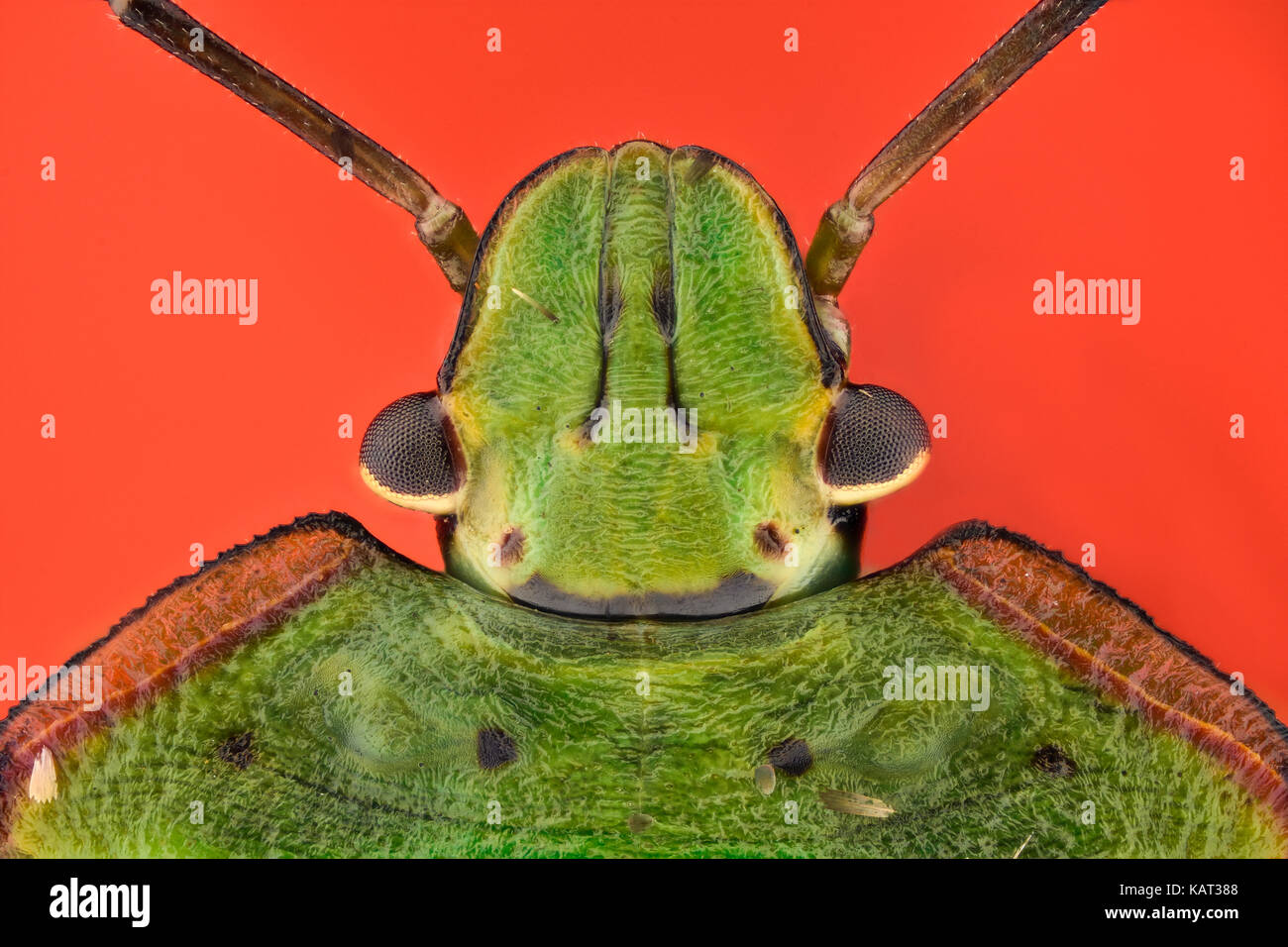 Extreme Vergrößerung - Grün stinken bug Nymphe (Nezara antennata) Stockfoto