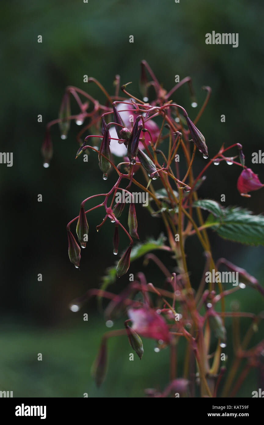 Am frühen Morgen Tau auf Impatiens glandulifera Blumen close up Stockfoto