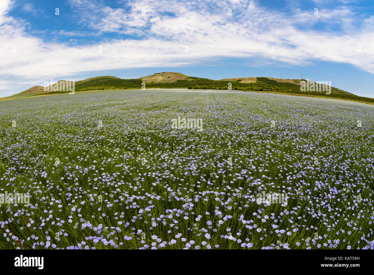Blume Bereich von Dobrogea, Rumänien Stockfoto