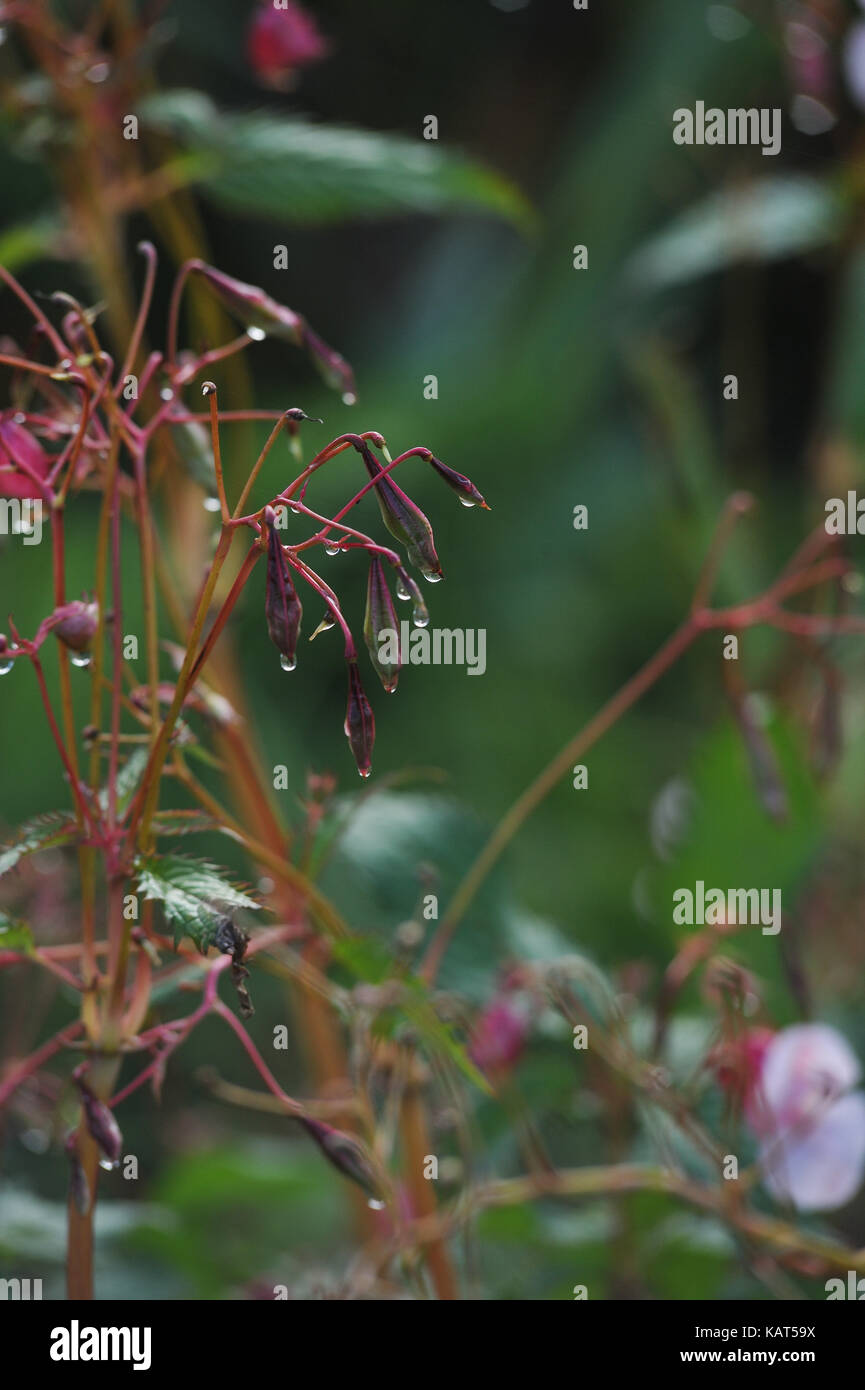 Am frühen Morgen Tau auf Impatiens glandulifera Blumen close up Stockfoto