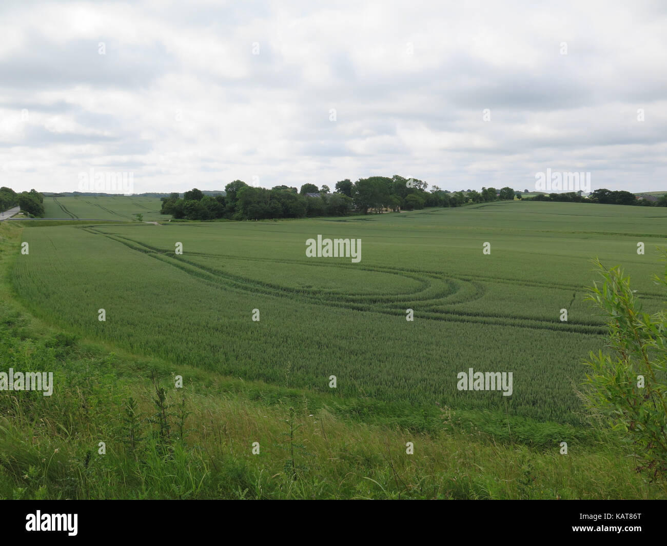 Titel in grün Weizenfeld im südlichen Dänemark Stockfoto