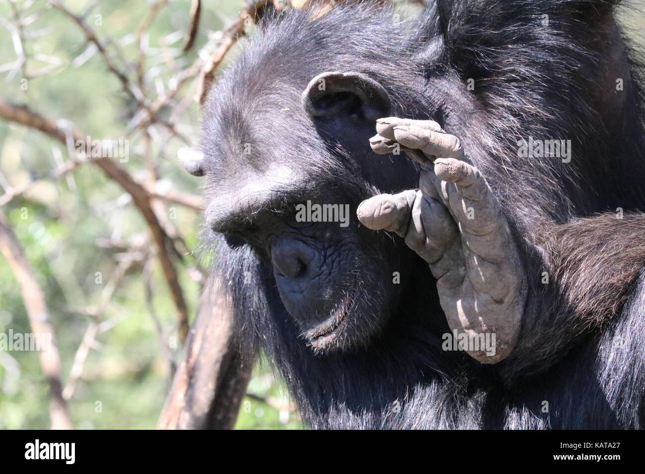 Schimpansen - Sweetwaters Schimpanse Heiligtum - Ol Pejeta Conservancy - Kenia Stockfoto
