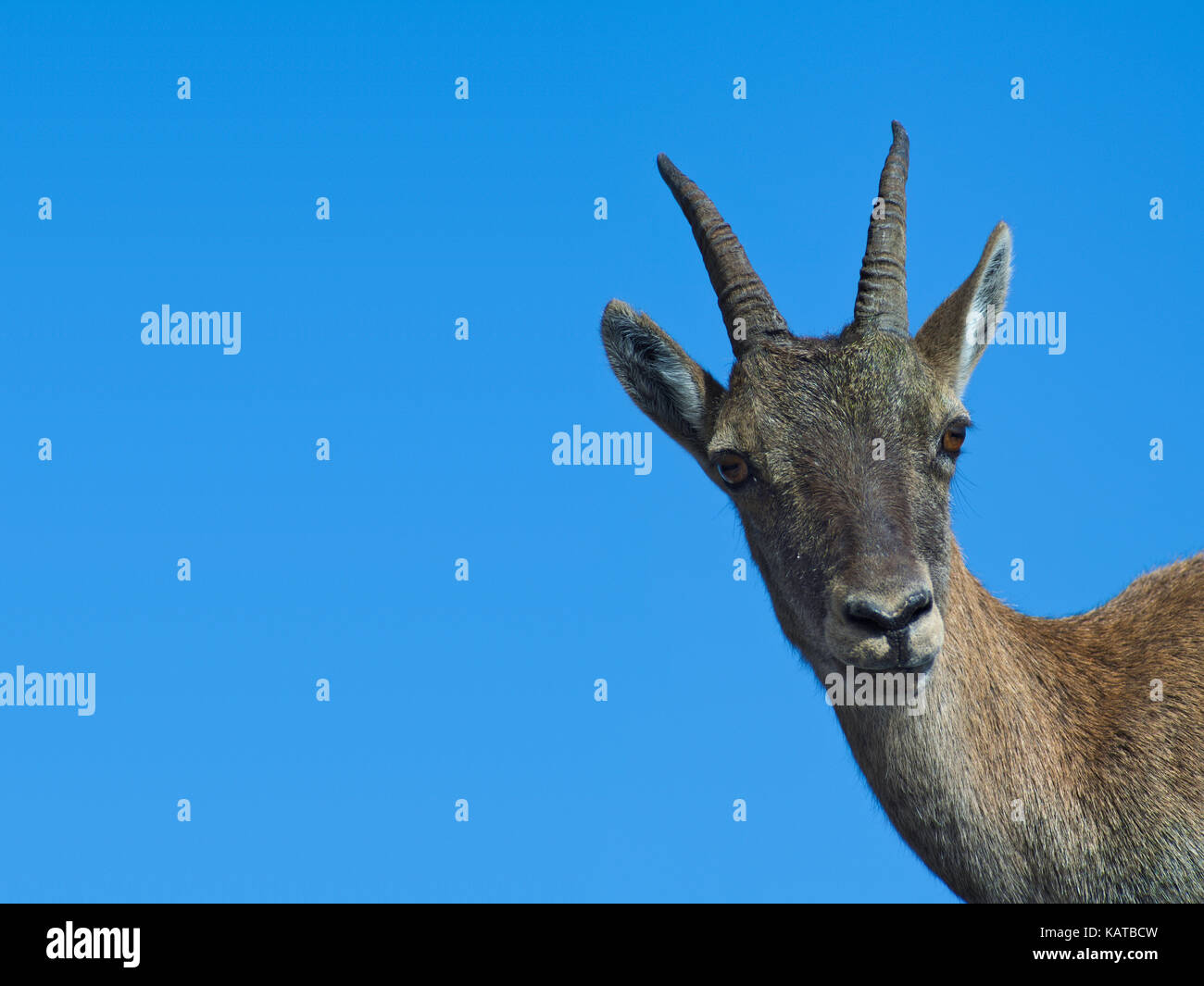 Nahaufnahme der Kopf einer weiblichen der Alpensteinbock (Rock Ziege) zwischen den Felsen der Julischen Alpen, Italien (Platz für Text auf der linken Seite) Stockfoto