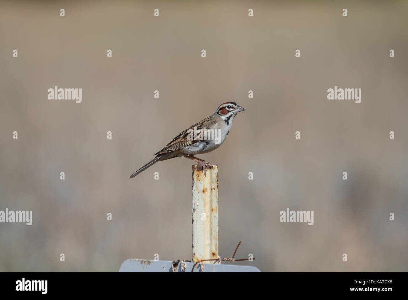 Lerche sparrow (chondestes grammacus) auf einem Schild am Rocky Mountain Arsenal, Colorado, USA, thront. Stockfoto