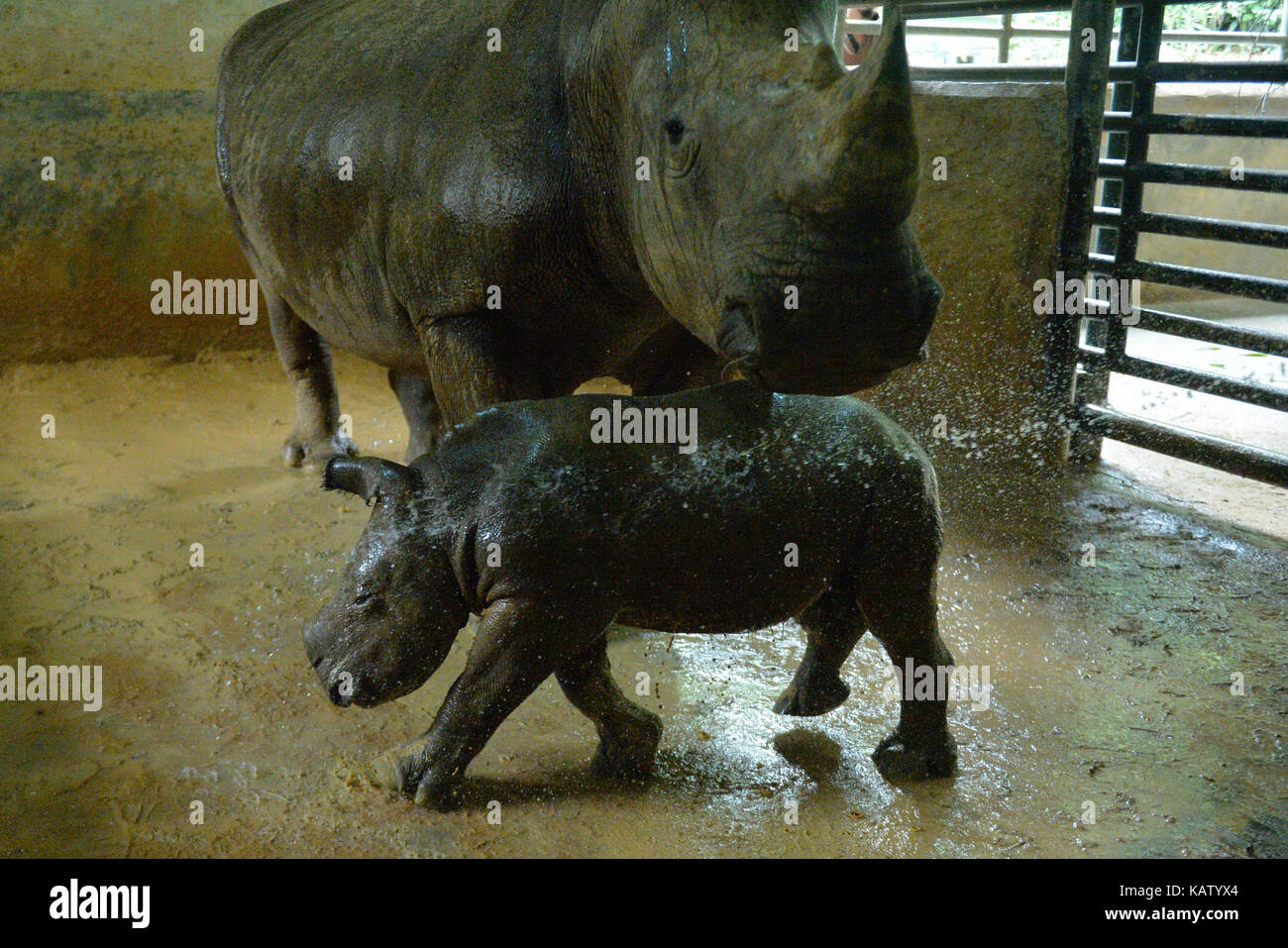 (170928) - Singapur, Sept. 28, 2017 (Xinhua) - drei Wochen alten männlichen White Rhino Kalb (unten) und seine Mutter Donsa bewegen sich in ihrem Gehäuse an der Singapur Zoo auf Sept. 28, 2017. Der Singapore Zoo hat das 21 White Rhino Kalb mit dieser neuen Geburt begrüßt. (Xinhua / Dann Chih Wey) (yk) Stockfoto
