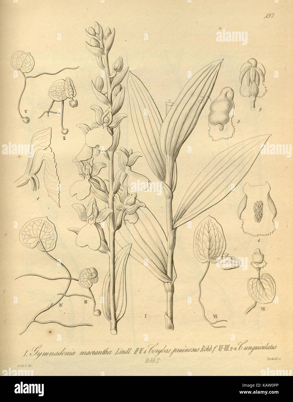 Eine botanische Darstellung der Orchideenart Xenia orchidacea. Das Bild zeigt detaillierte Merkmale der Blume und hebt ihre Schönheit und Klassifizierung in der Orchideenfamilie hervor. Stockfoto
