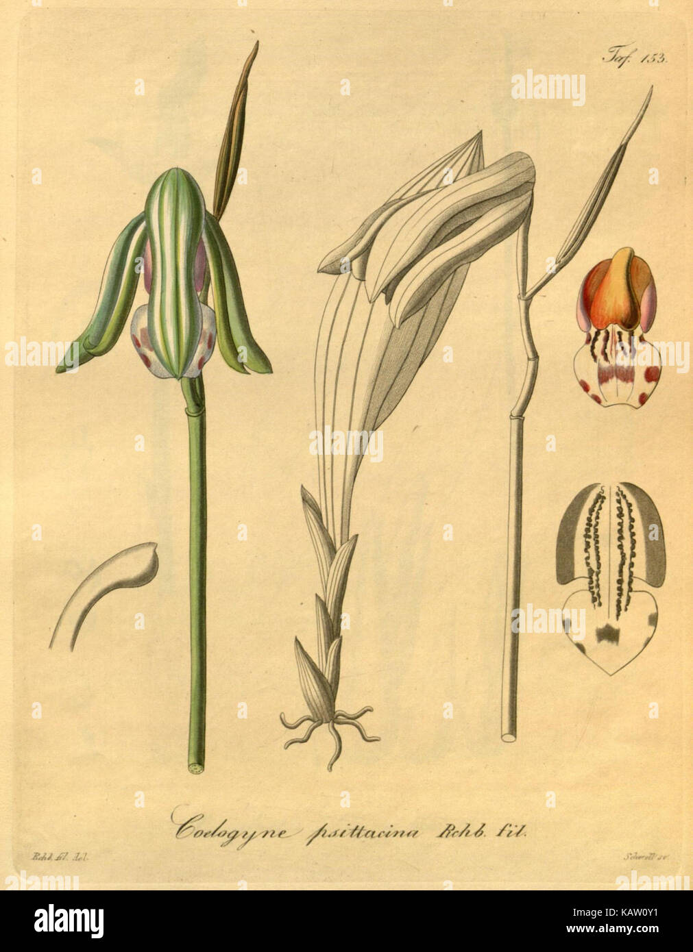 Diese Illustration aus dem Missouri Botanical Garden zeigt Xenia orchidacea, eine Orchideenart, in einer detaillierten Linienzeichnung. Sie hebt die Schönheit und die Feinheiten der Pflanze hervor und zeigt ihre Bedeutung in den botanischen Studien. Stockfoto