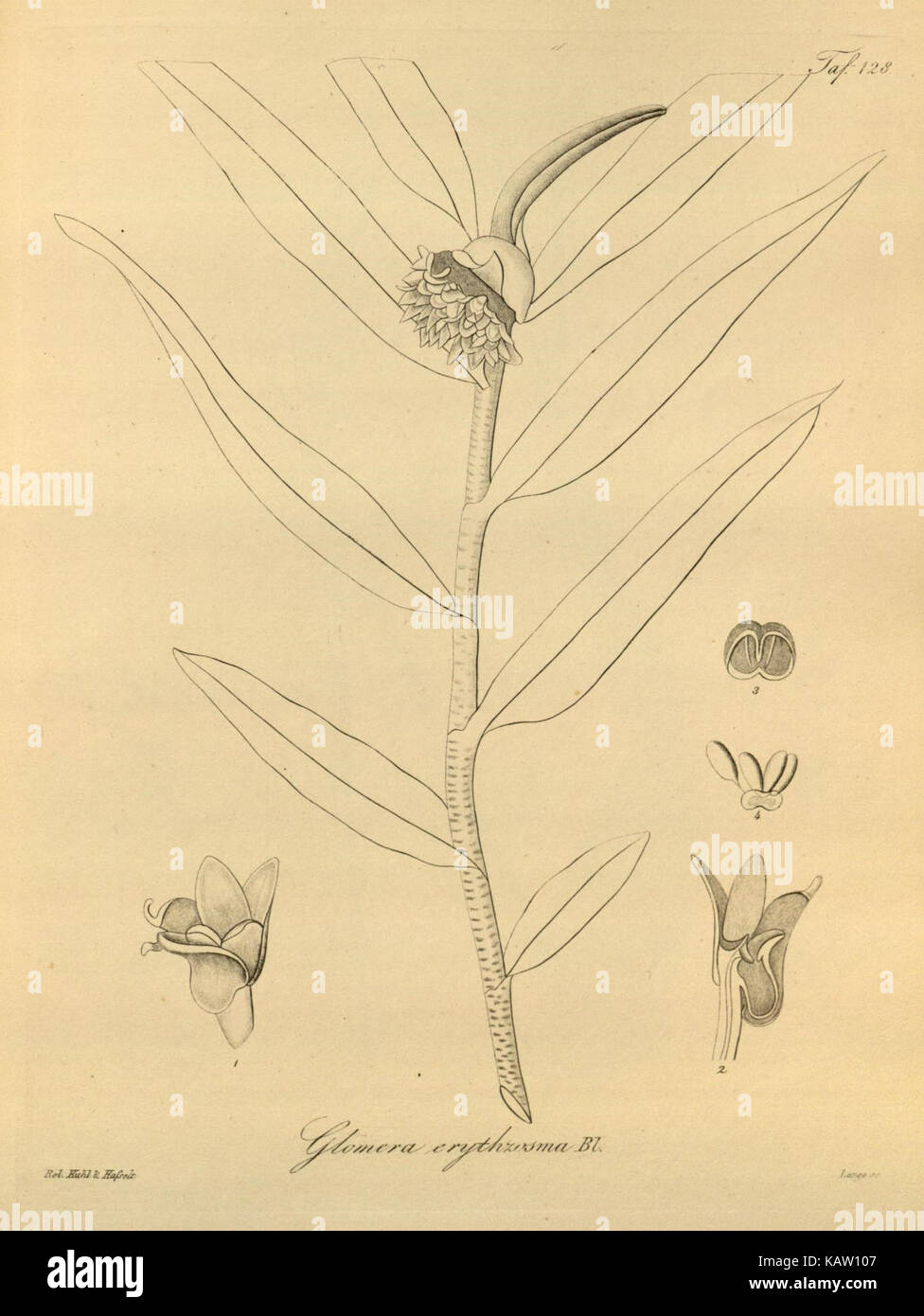 Xenia orchidacea ist eine Orchideenart, die in Tab dargestellt wird. 128. Diese botanische Illustration zeigt die detaillierten Merkmale der Orchidee, die zur Familie der Orchideen gehört. Stockfoto