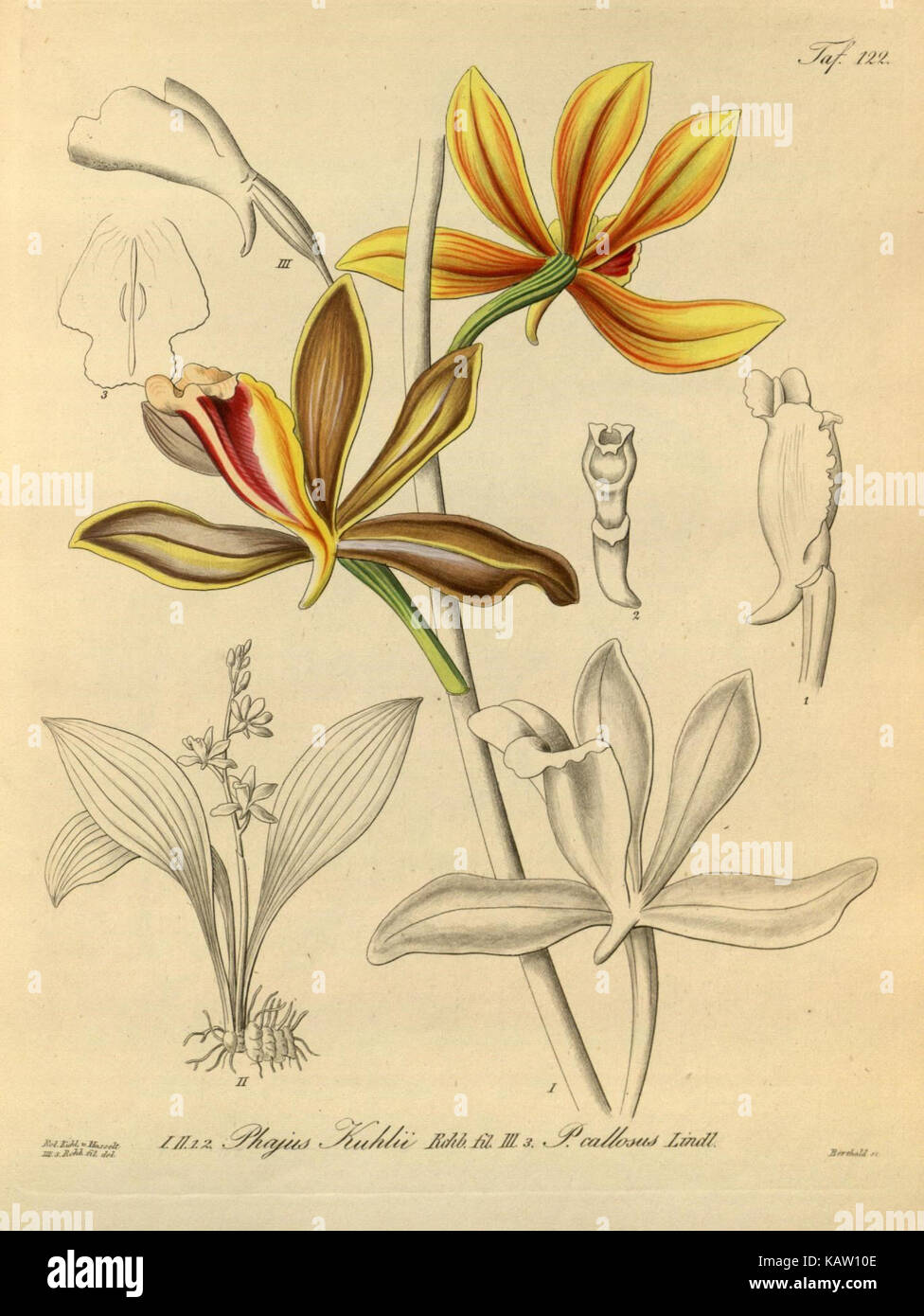 Xenia orchidacea, siehe Registerkarte. 122 ist eine botanische Orchideenart, die Teil einer Sammlung ist, die die vielfältige Flora aus der Welt der Orchideen veranschaulicht. Stockfoto