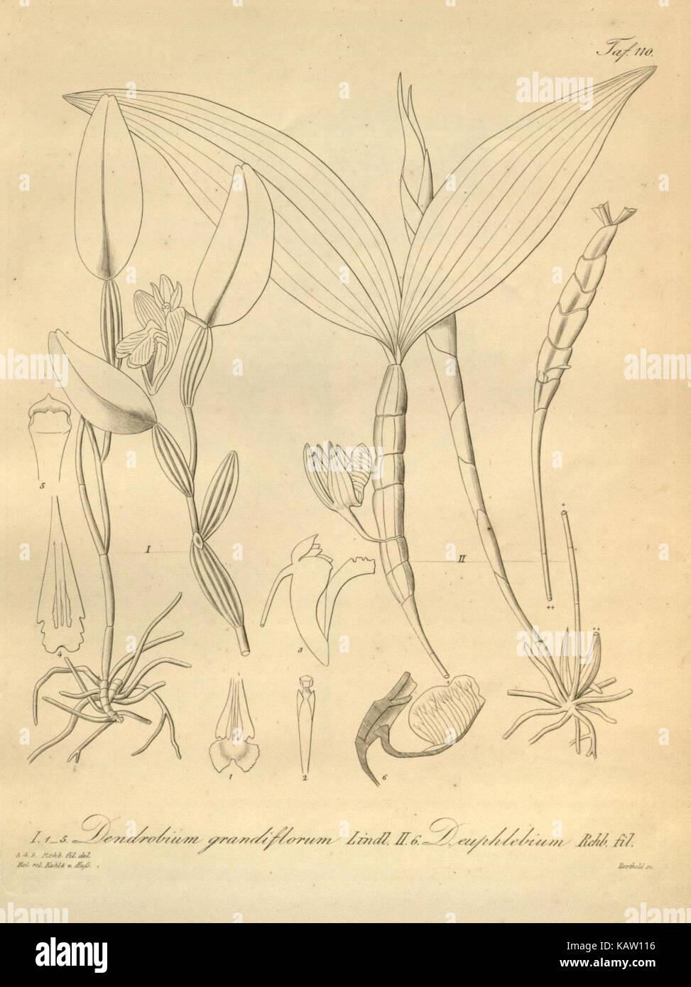 Xenia orchidacea (Tab. 110) (8599735003) Stockfoto