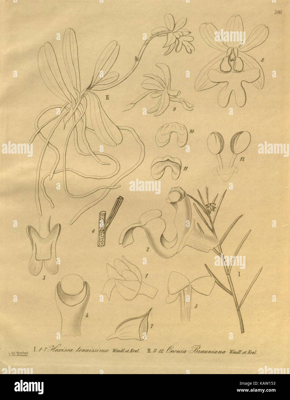 Eine Illustration der Xenia orchidacea aus einem botanischen Buch, das die detaillierte Zeichnung dieser Orchideenart zeigt. Das Bild ist Teil einer Sammlung im Missouri Botanical Garden. Stockfoto