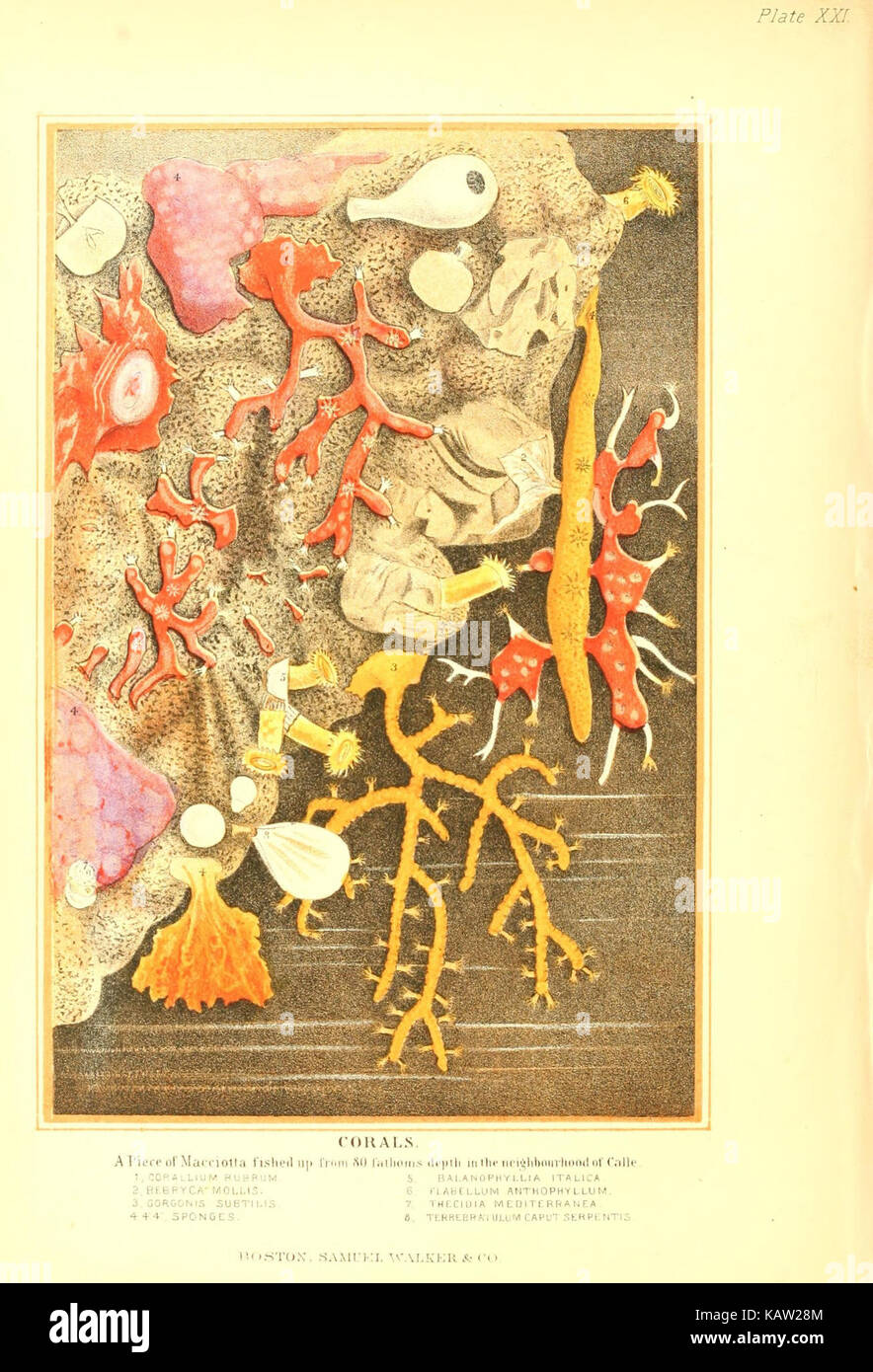 Die lebende Welt (Platte XXI) (7727143542) Stockfoto