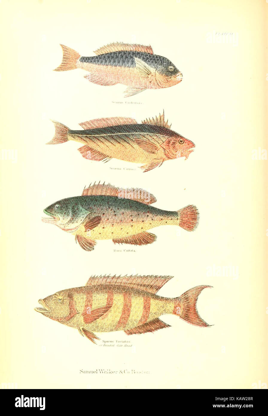 Die lebende Welt (Platte XI) (7727135544) Stockfoto