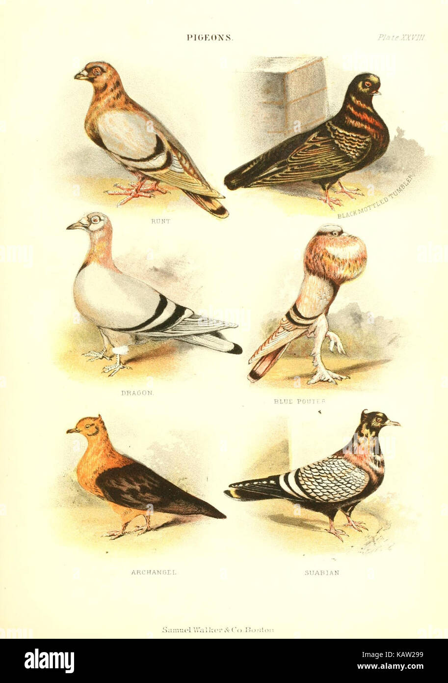 Die lebende Welt (Platte XXVIII) (7727125020) Stockfoto