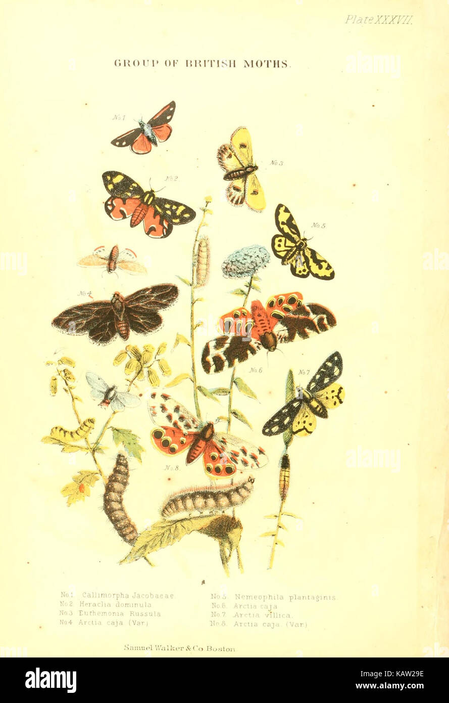 Die lebende Welt (Platte XXXVII) (7727117334) Stockfoto