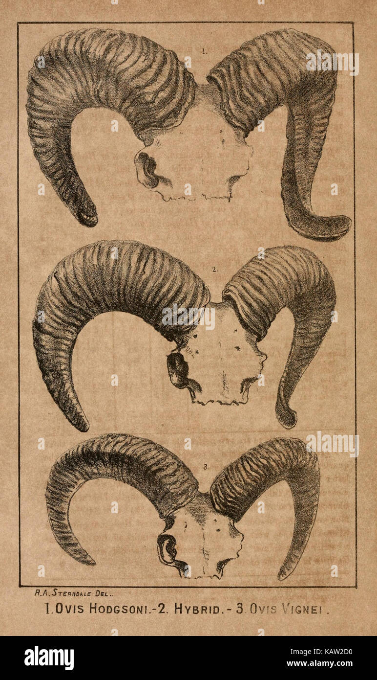 Das Journal der Bombay Natural History Society (Platte 1) (7652060986) Stockfoto