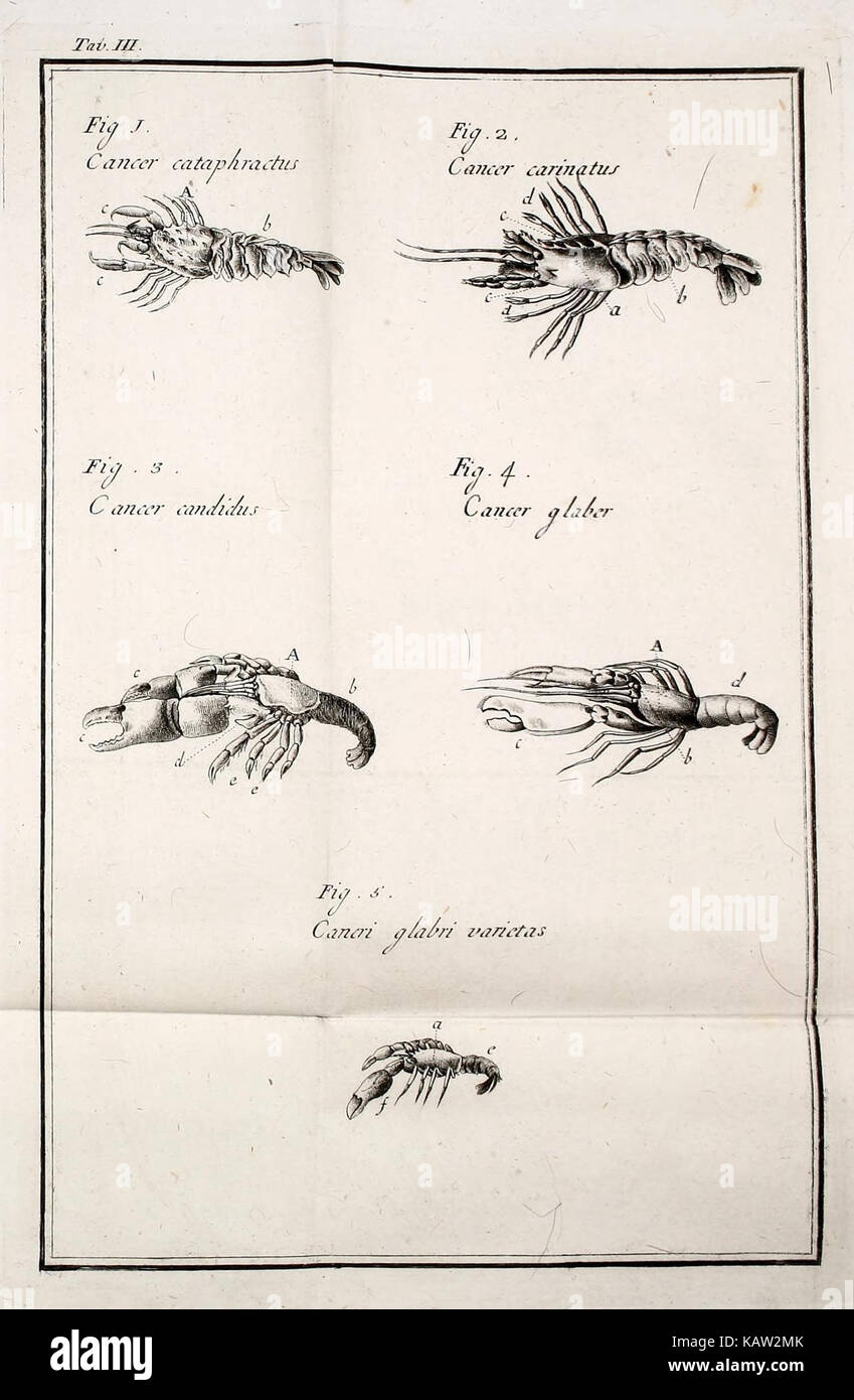 Europa Adriatica (Tab. III) (7535569324) Stockfoto