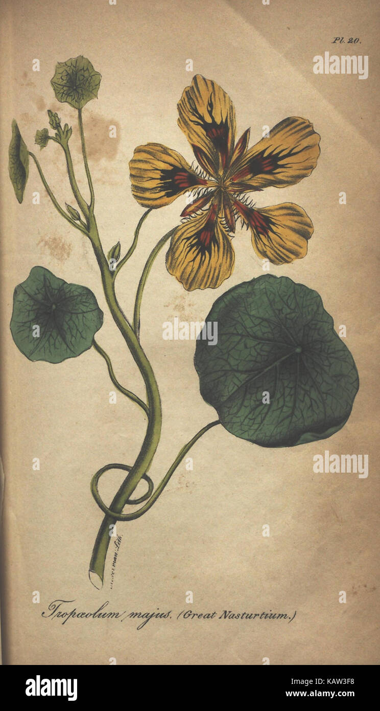 Die illustrierte Botanik-Serie, einschließlich Platte 21, zeigt detaillierte botanische Illustrationen in farbigen Lithografien. Er deckt verschiedene Pflanzenarten ab, mit Beiträgen des United States Geological Survey, der historische botanische Kunst zeigt. Stockfoto
