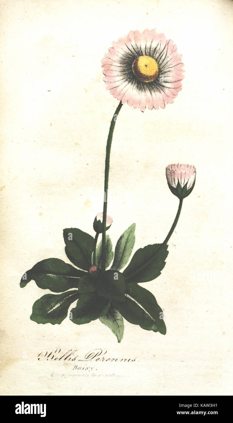 Diese Arbeit über illustrierte Botanik umfasst Farbzeichnungen und Lithografien, die Pflanzenarten in botanischen Studien zeigen, die Teil einer größeren Sammlung des United States Geological Survey sind. Stockfoto