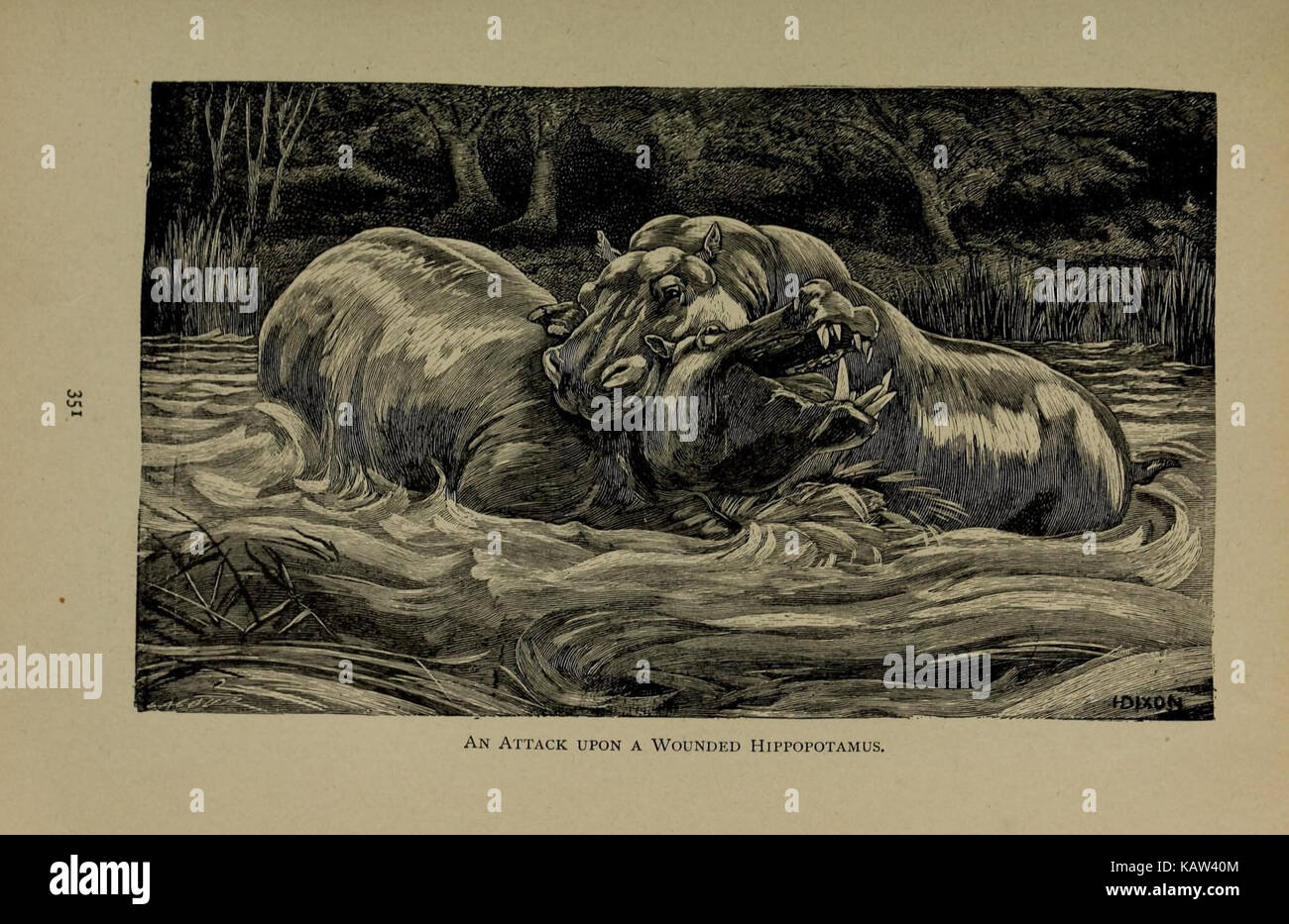 Das Leben der Tiere (Seite 351) (7171955674) Stockfoto