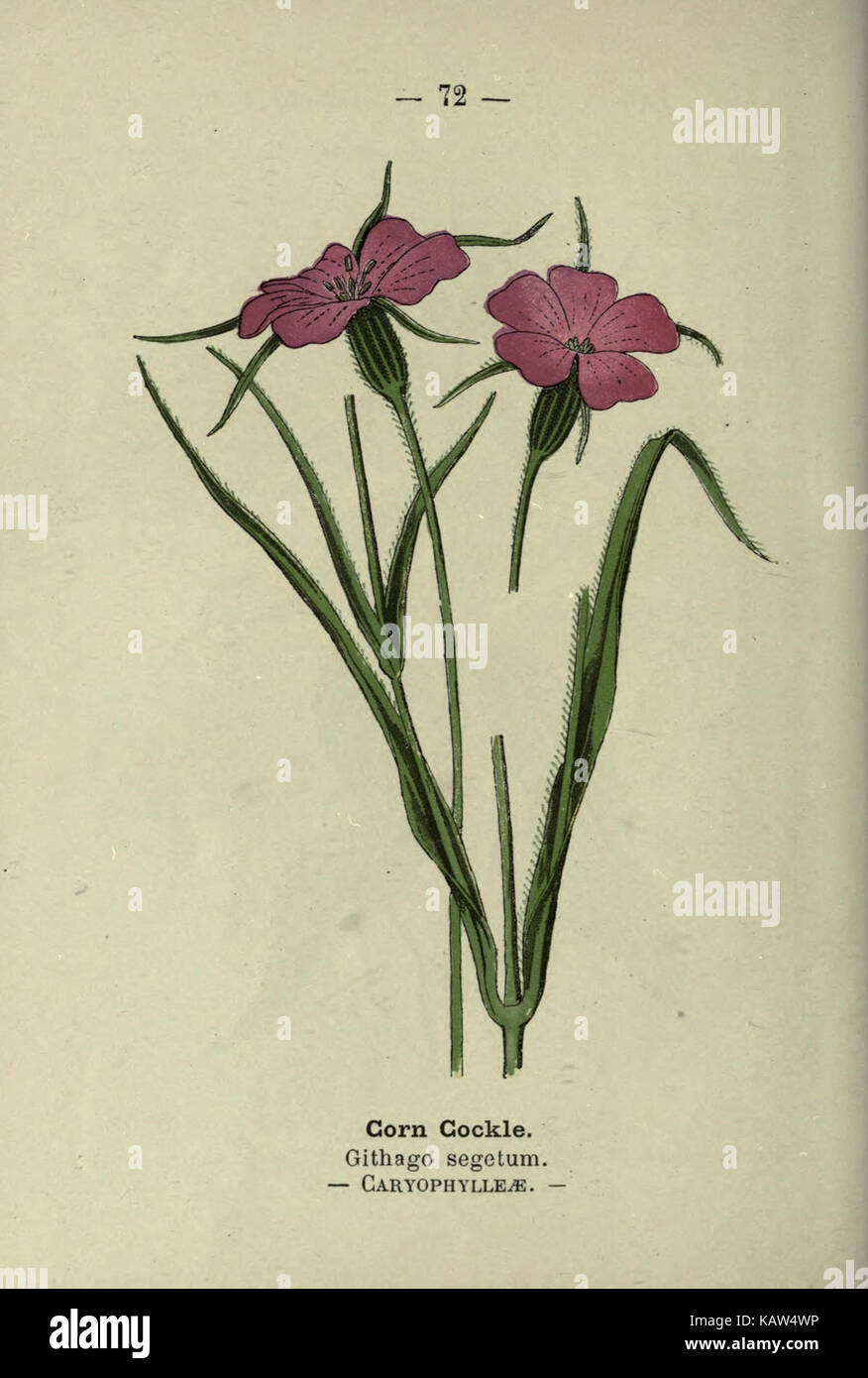 Dieser Teller von *Wayside and Woodland Blossoms* zeigt eine Vielzahl von Blumen, die häufig in natürlichen Landschaften zu finden sind. Sie hebt die botanische Vielfalt hervor, wobei der Schwerpunkt auf einheimischen Pflanzen und ihrer ökologischen Bedeutung liegt. Stockfoto