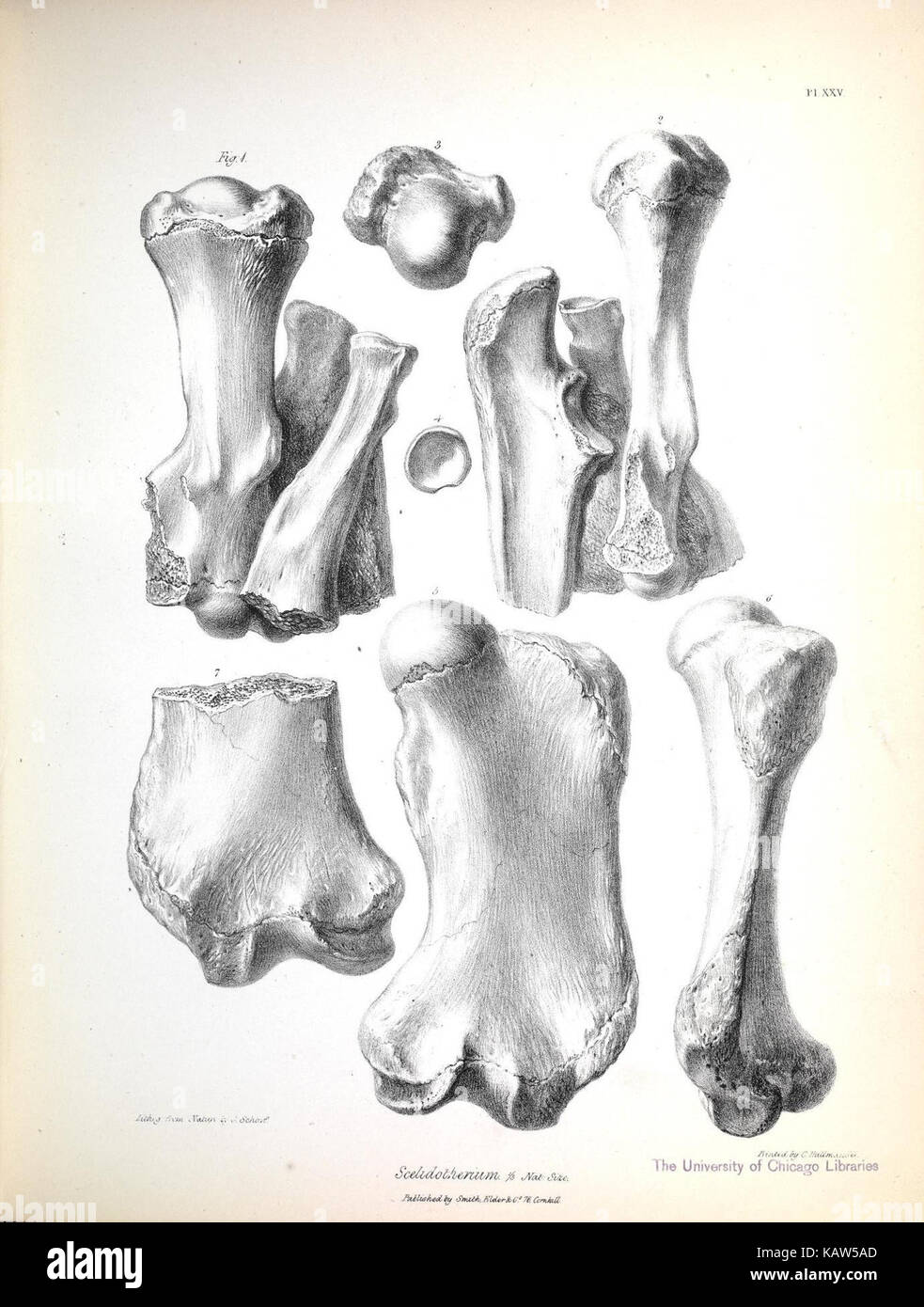 Die Zoologie der Reise der H.M.S. Beagle (PL. XXV) (8386012207) Stockfoto