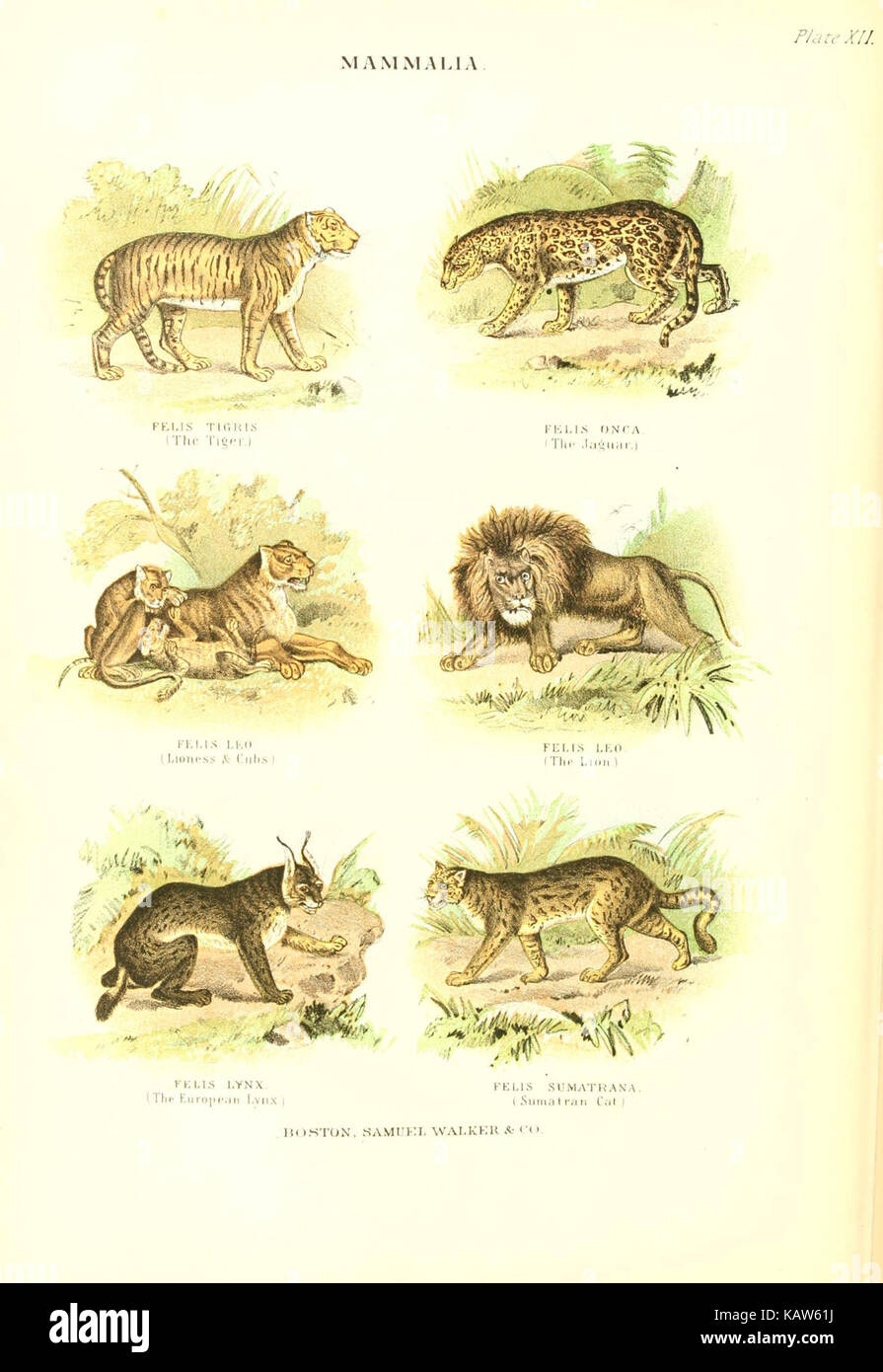 Die lebende Welt (Platte XII) (6068967775) Stockfoto