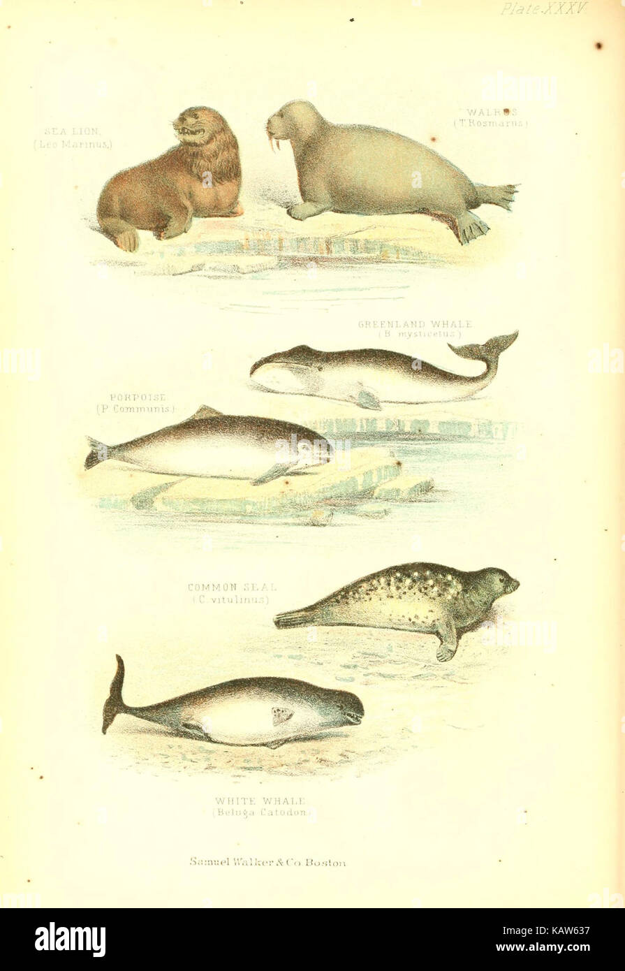 Die lebende Welt (Platte XXXV) (6068968913) Stockfoto