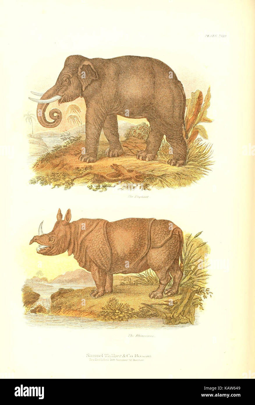 Die lebende Welt (Platte XVIII) (6068969459) Stockfoto