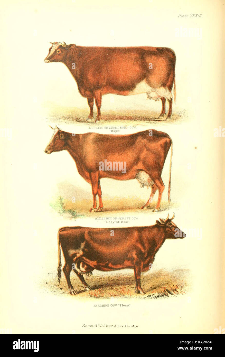 Die lebende Welt (Platte XXXIII) (6069517714) Stockfoto