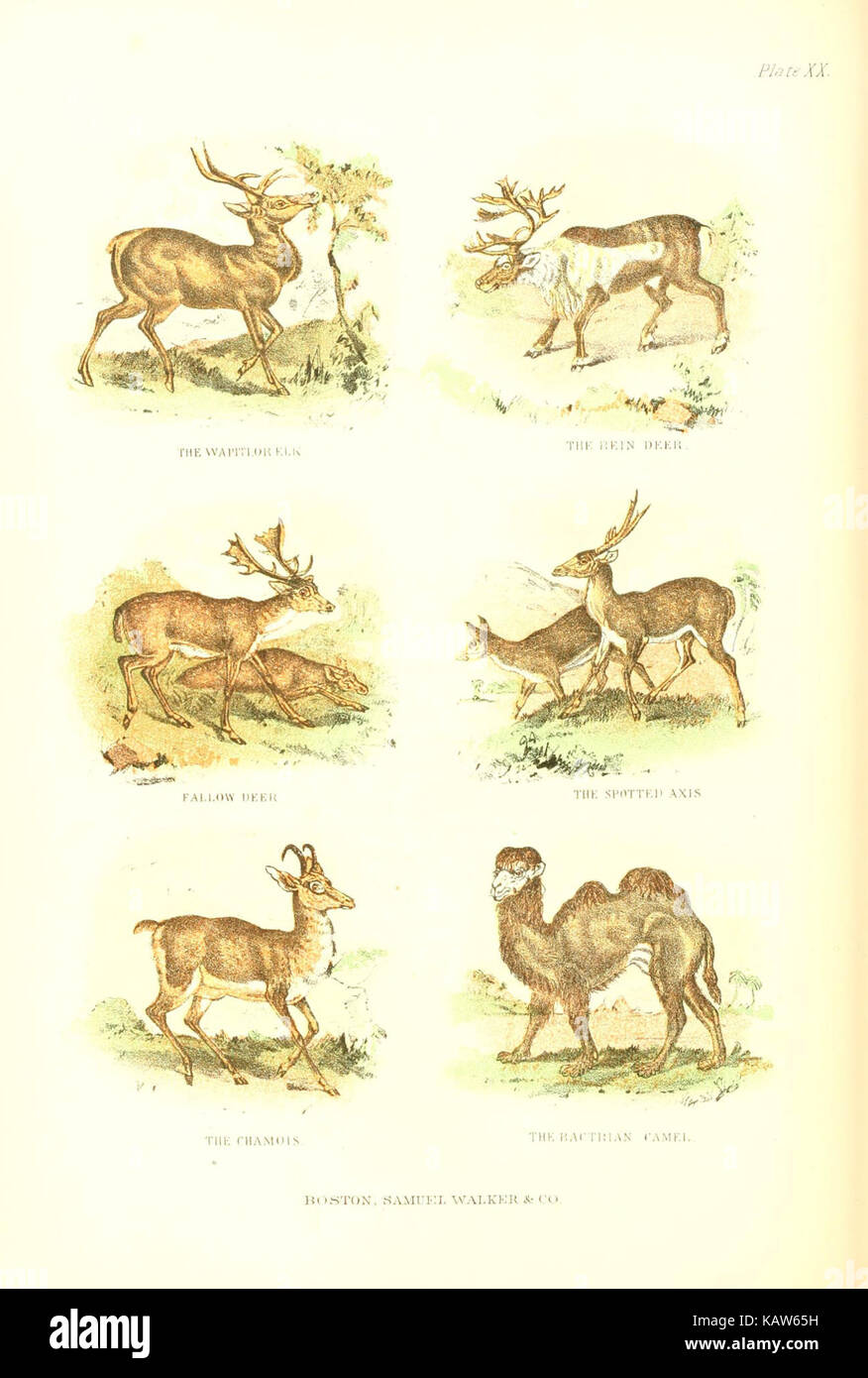 Die lebende Welt (Platte XX) (6069517918) Stockfoto