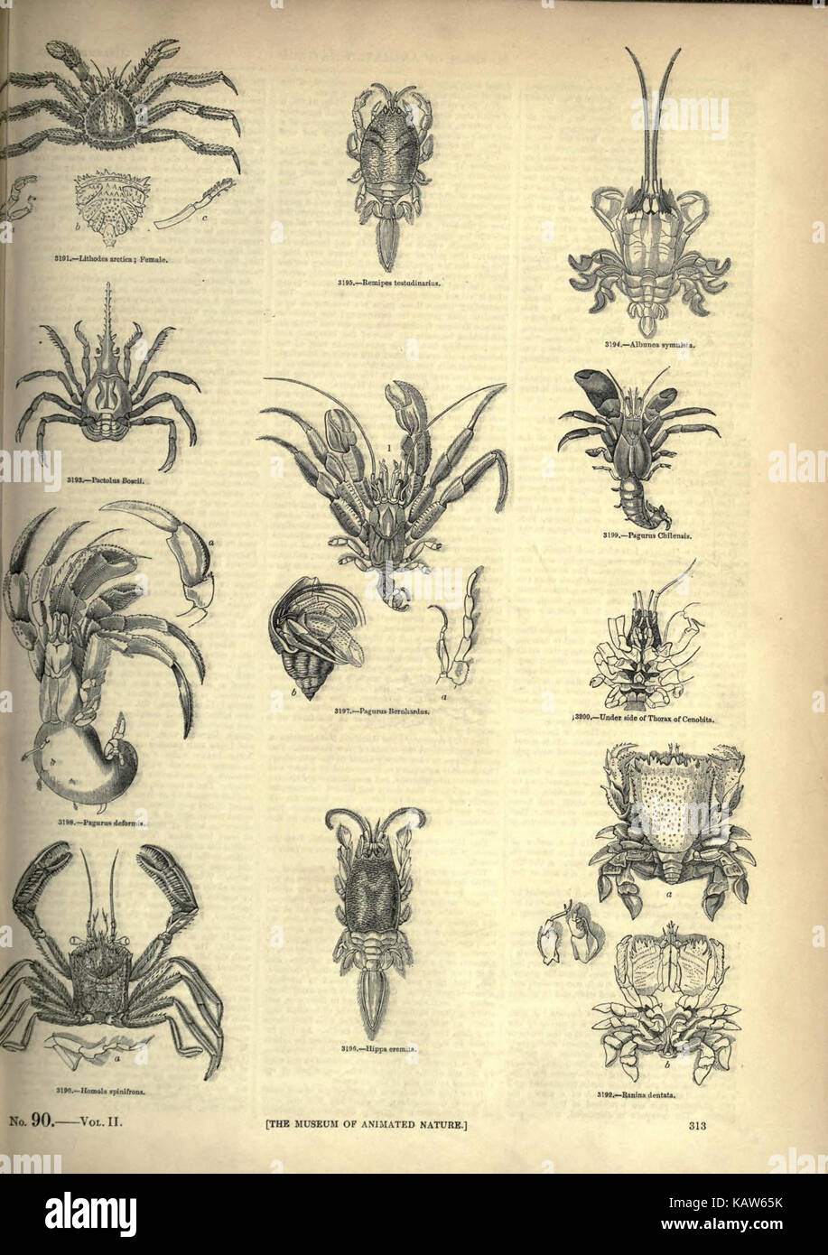 Das Pictorial Museum of Animated Nature ist eine visuelle Zusammenstellung, die die vielfältigen Lebensformen und Ökosysteme der Natur zeigt und sich auf die dynamische Schönheit von animierten Kreaturen und Umgebungen konzentriert. Stockfoto