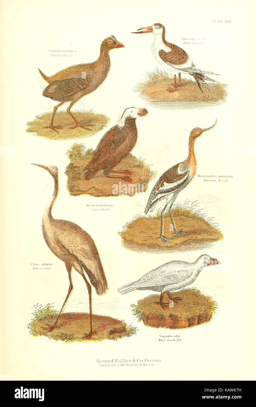 Die lebende Welt (Platte XXIV) (6068971577) Stockfoto